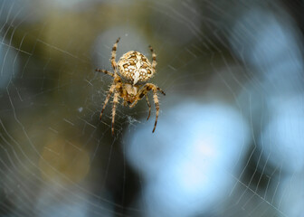 A big brown spider weaves a web in the forest