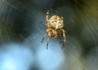 A big brown spider weaves a web in the forest