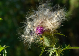 A joyful shaggy burdock flower on a sunny day in autumn