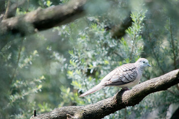 Naklejka na ściany i meble the peaceful dove is perched on a tree