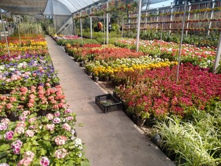 Fototapeta na wymiar greenhouse with flowers