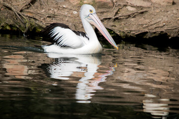 the Australian pelican is a black and white seabird