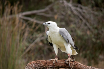 The White-bellied Sea-Eagle is the second largest raptor  found in Australia he is standing on a perch