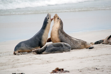 the three sea lions are on the beach at seal bay