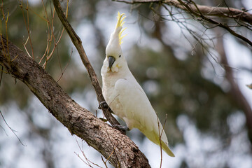 the sulphur crested cockatoo is a white bird with a yellow crest