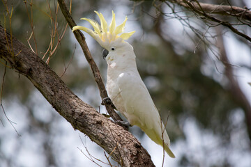 the sulphur crested cockatoo is a white bird with a yellow crest © susan flashman
