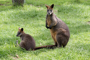 the mother swamp wallaby is watching over her joey