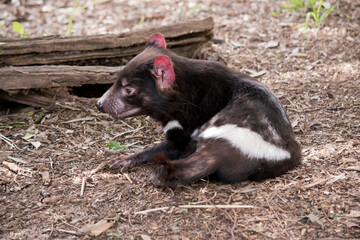 the tasmanian devil is resting in the sun