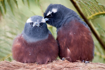 the woodswallow has a pink chest grey face and body with a white brow
