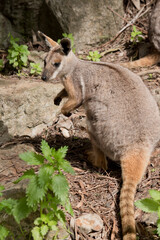 Naklejka na ściany i meble the yellow footed rock wallaby has a grey body with a white chest tan legs and a long tan nad black tail