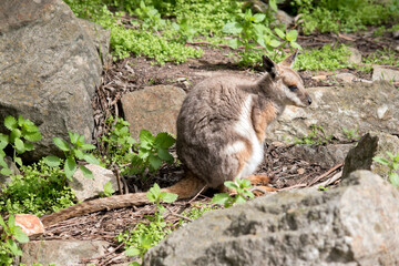 the yellow footed rock wallaby has a grey body with a white chest tan legs and a long tan nad black tail