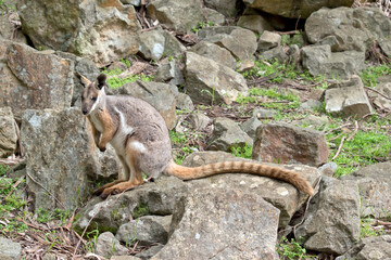 the yellow footed rock wallaby has a grey body with a white chest tan legs and a long tan nad black tail - obrazy, fototapety, plakaty