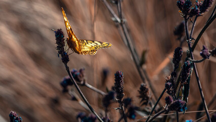 Mariposa en oto&ntilde;o