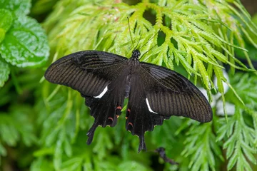 Selbstklebende Fototapeten Great Helen observed in the butterfly park in Kuala Lumpur, Malaysia © Mihir Joshi