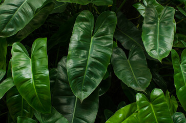 Foliage of garden plants