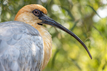 Fototapeta premium The portrait of The black-faced ibis (Theristicus melanopis)