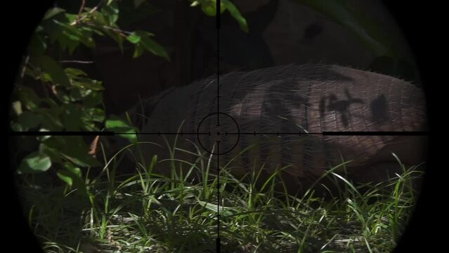 Armadillo in Gun Rifle Scope. Wildlife Hunting. Poaching Endangered, Vulnerable, and Threatened Animals
