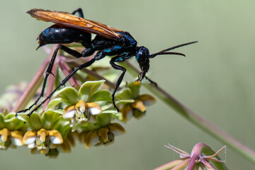Tarantula Hawk Wasp (Pepsis formosa) pollinating milkweed