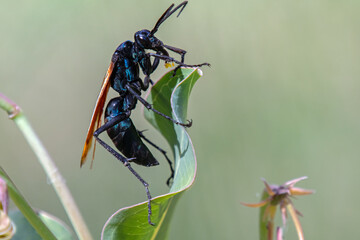Tarantula Hawk Wasp (Pepsis formosa) pollinating milkweed