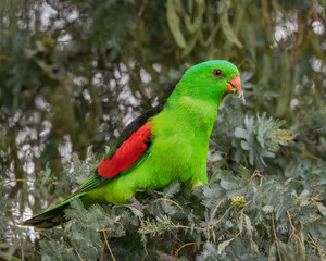 Red-winged Parrot (Aprosmictus erythropterus) - NSW, Australia