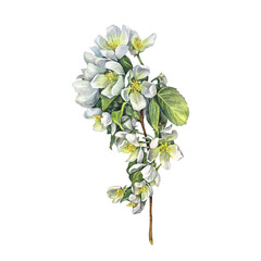 Watercolor branch with apple blossoms isolated on white background. Spring aromatic flowers. Lush foliage for romantic celebration. Clipart for wedding invite or 8 March. Wallpaper wrapping, sticker