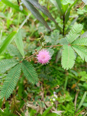 The mimosa flower blossom wildly