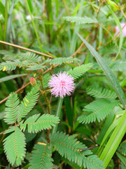 The mimosa flower blossom wildly