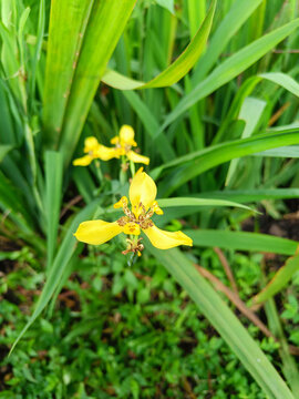 Yellow walking iris blossom in the garden