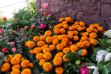 Cempas&uacute;chil at the market