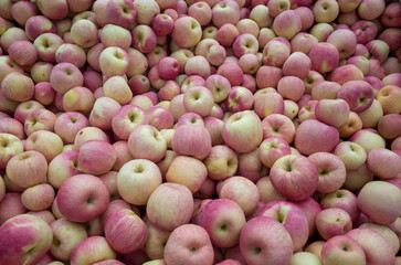 red apples background