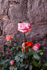 pink rose on the wall