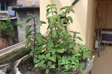 Tulsi in a Terracotta pot.Ocimum tenuiflorum, commonly known as holy basil, tulasi or tulsi, is an aromatic perennial plant in the family Lamiaceae - obrazy, fototapety, plakaty