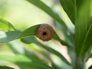 Close Up of a Brown Potter Wasp's Nest on a Green Leaf