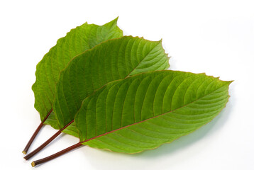 Obraz premium Mitragyna speciosa (kratom) isolated on the white background. 