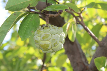 Fototapeta premium custard apple at tree , Sugar apple or custard apple , healthy food
