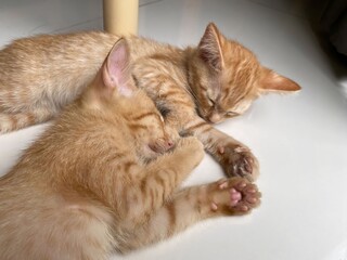 Two orange shorthair kittens sleeping together under a table