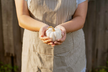 A woman in an apron holds sweet mini white pumpkin in her hands against the background of a wooden barn. Autumn harvest at the farm in October.