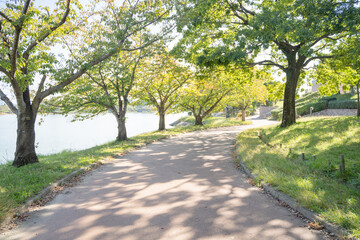 木漏れ日の並木道の壁紙