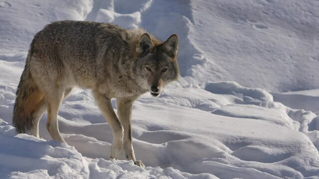 coyote on winter path closeup slomo