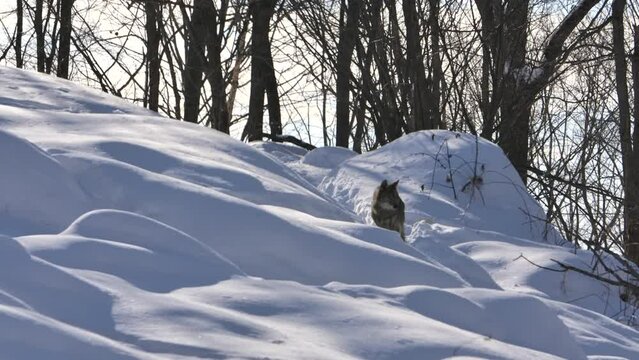 coyote walks down path to patrol while others rest winter forest