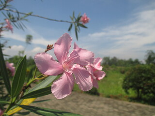 The nerium oleander nerium flower or bunga mentega is one of the most dangerous beautiful flowers.