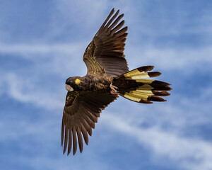 Yellow-tailed Black Cockatoo (Zanda funerea) - NSW, Australia