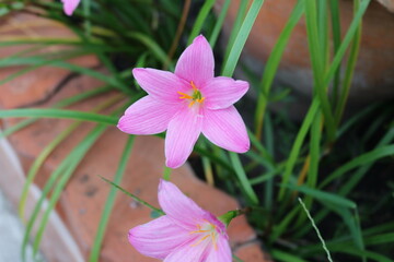 pink flowers in the garden