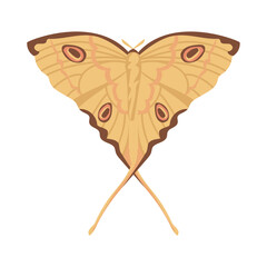 Flat Butterfly animal