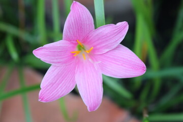 close up of pink flower in the garden