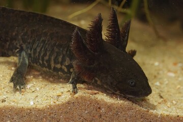 Closeup of an Anderson's salamander underwater - critically endangered Ambystoma andersoni