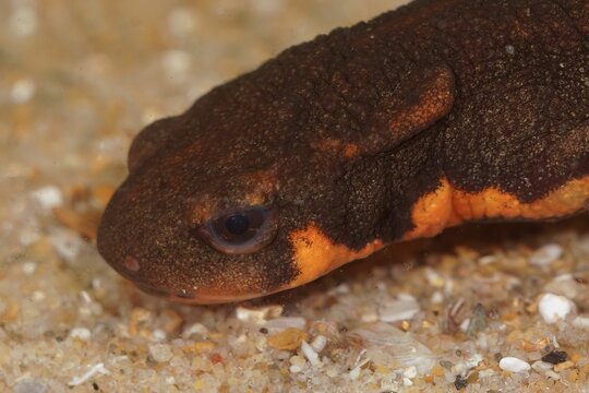 Closeup of a beautiful Japanese fire bellied newt underwater in a tank