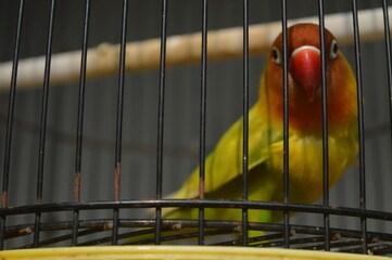 a lovebird with Fischer's glasses or with the scientific name Agapornis fisheri with red, orange, yellow and green feathers, is one of the birds that is kept by many bird lovers. - obrazy, fototapety, plakaty