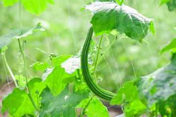 Fresh Angled gourd, Ridge gourd vegetable on vine in farm