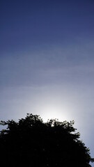 tree silhouette in the afternoon